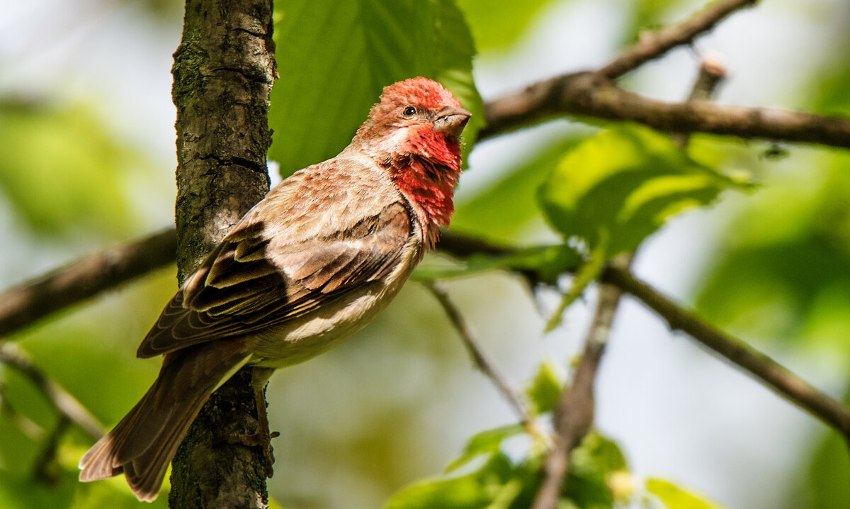Чечевица. - Владимир Безбородов Чечевица. - Владимир Безбородов