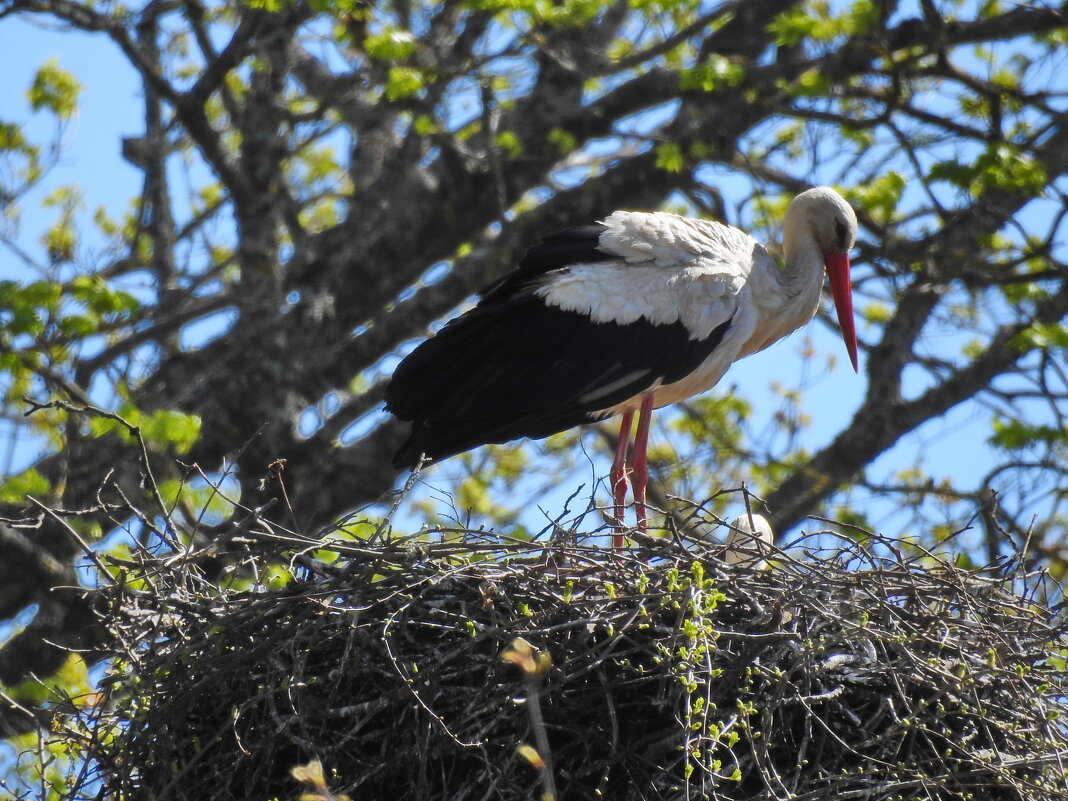 весна - ИННА ПОРОХОВА весна - ИННА ПОРОХОВА