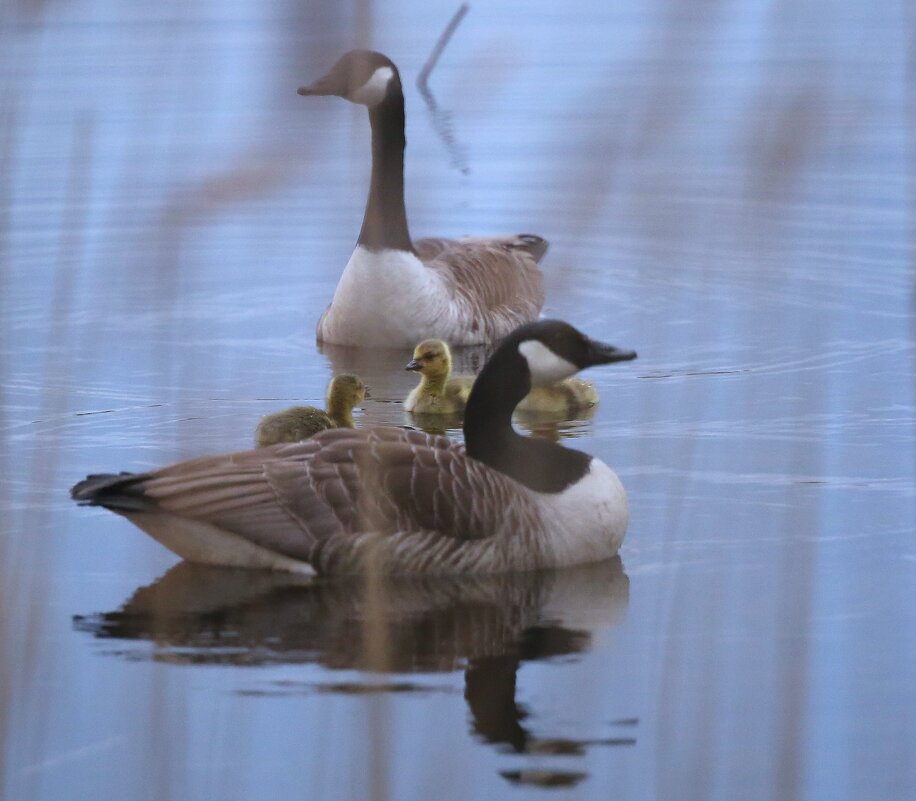 В надёжном окружении - liudmila drake В надёжном окружении - liudmila drake