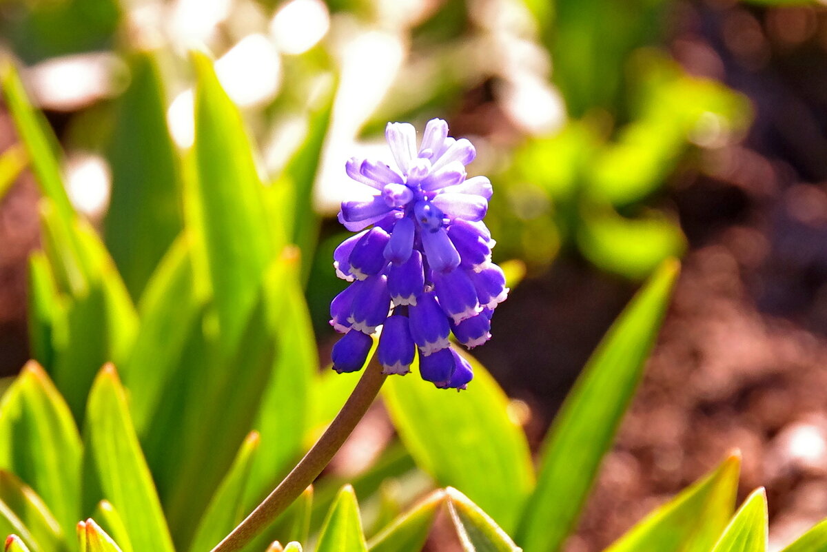 Цветок на даче - Сергей Швечков Цветок на даче - Сергей Швечков