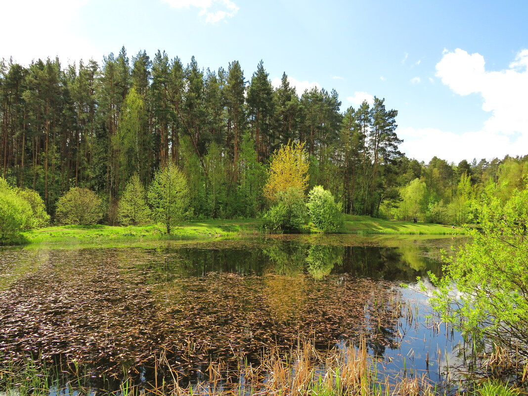 Заросший участок пруда - Андрей Снегерёв