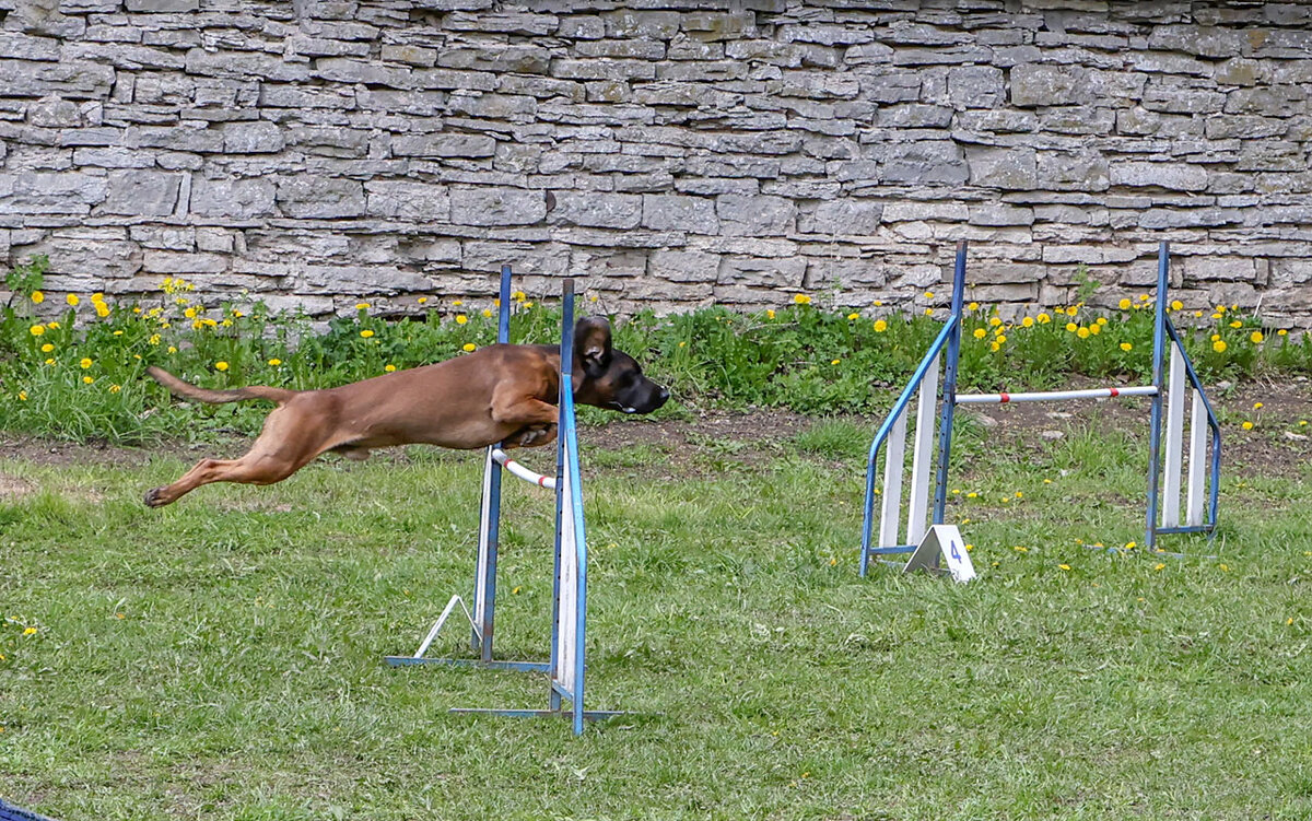 Аджилити - Анатолий Шумилин