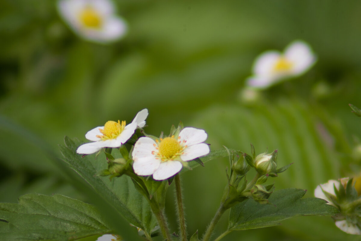 КЛУБНИЧКА - Николай Иванович Щенов