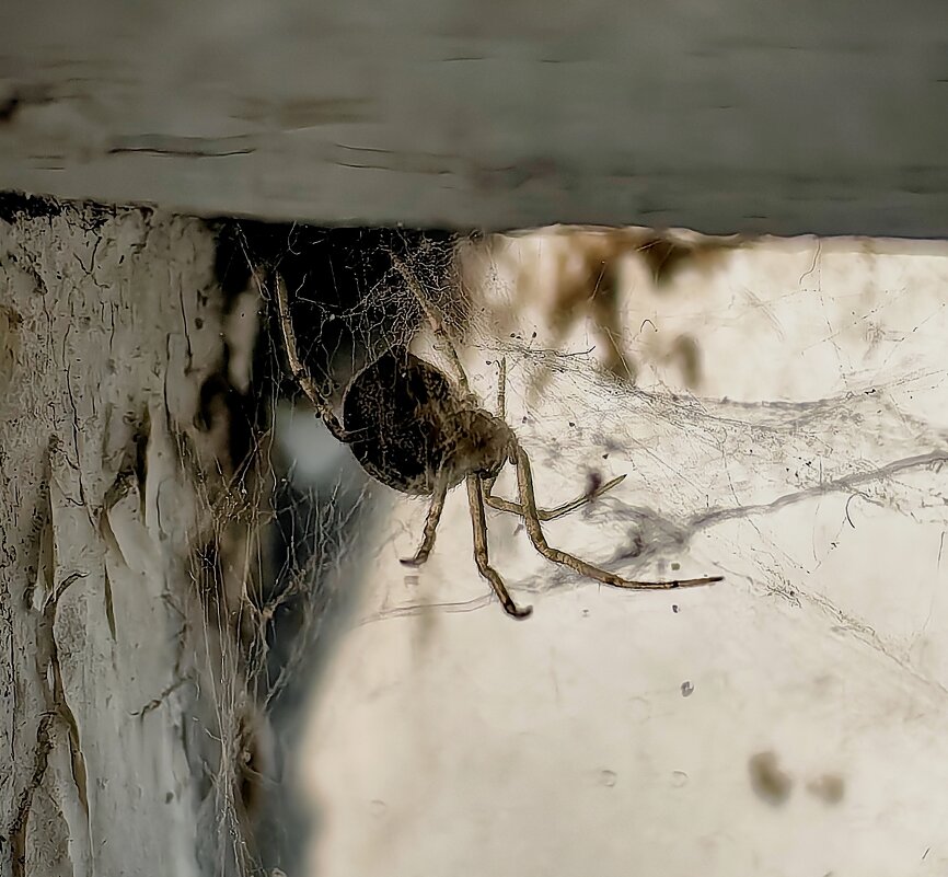 Домашний питомец) - Светлана 13.06. Домашний питомец) - Светлана 13.06.