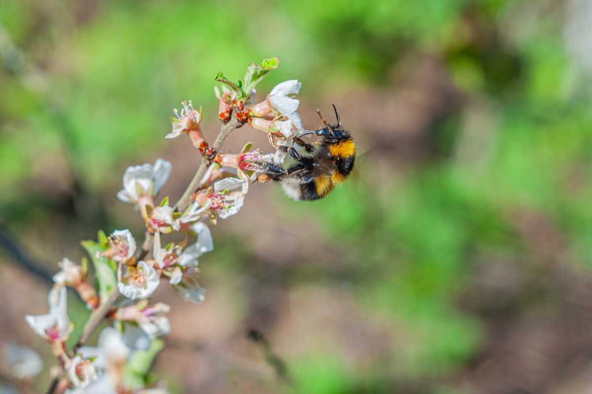 Шмель на работе - Александр Филатов