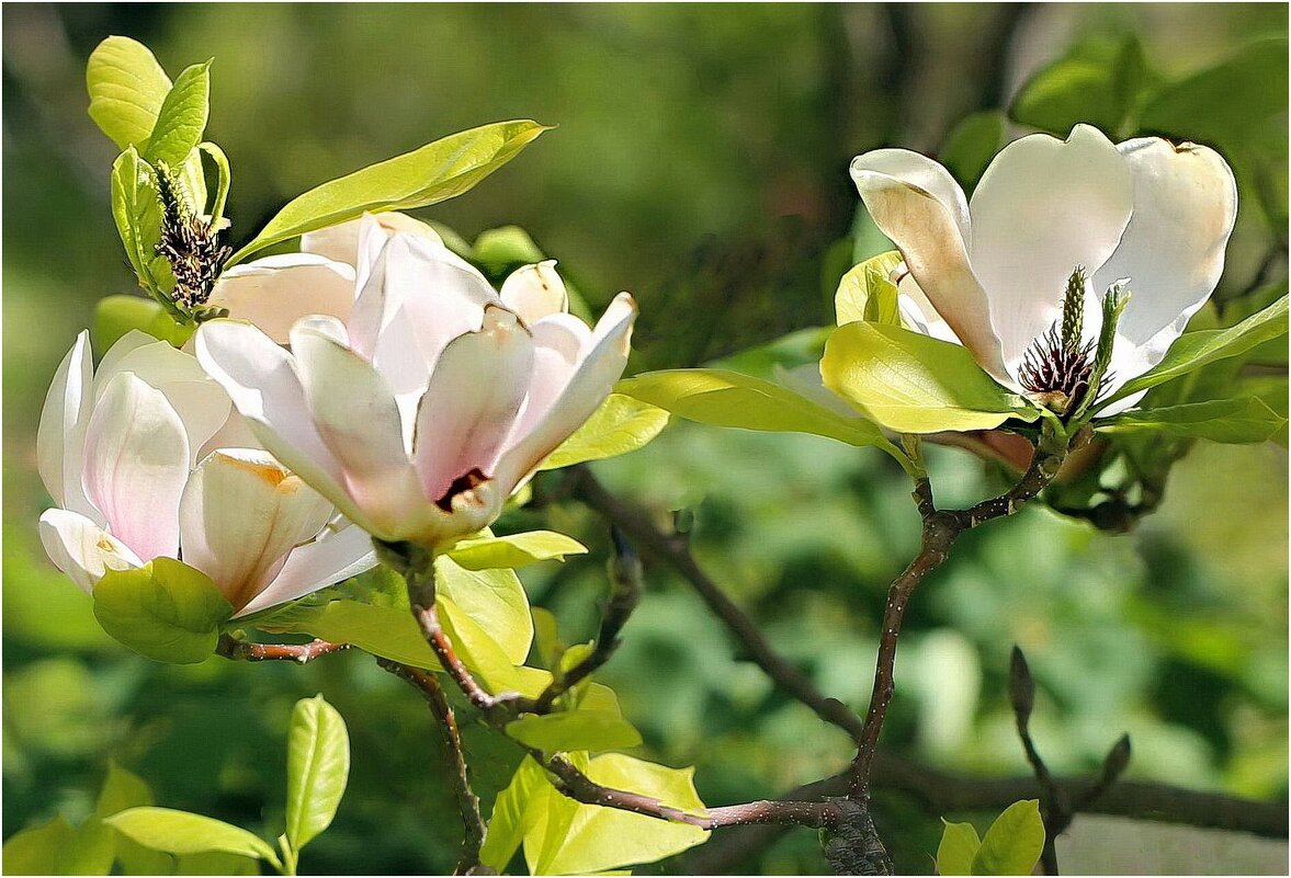 Цветение - ZNatasha -