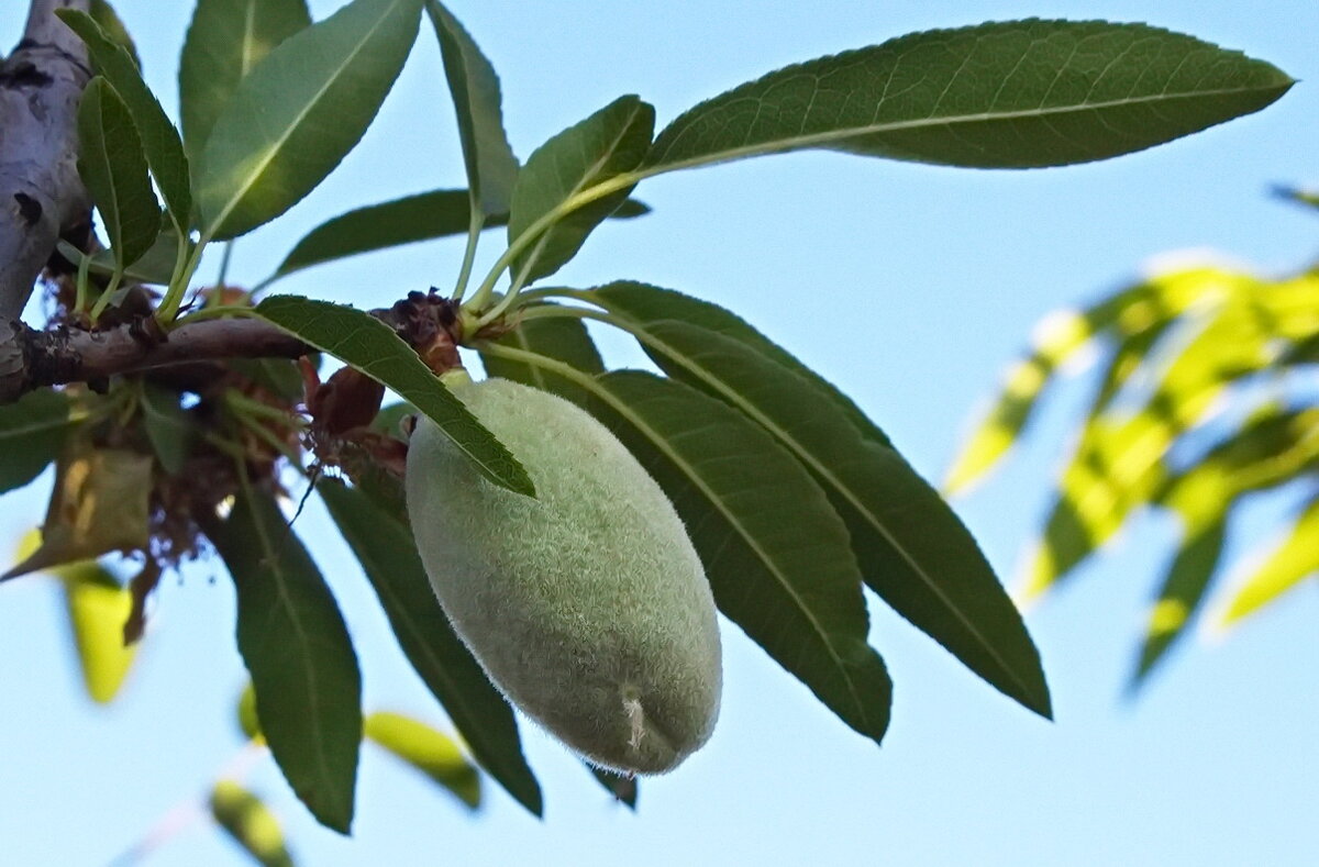 миндаль - Наталья S