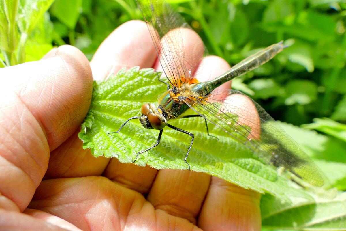 из снятого сегодня 1 - Александр Прокудин