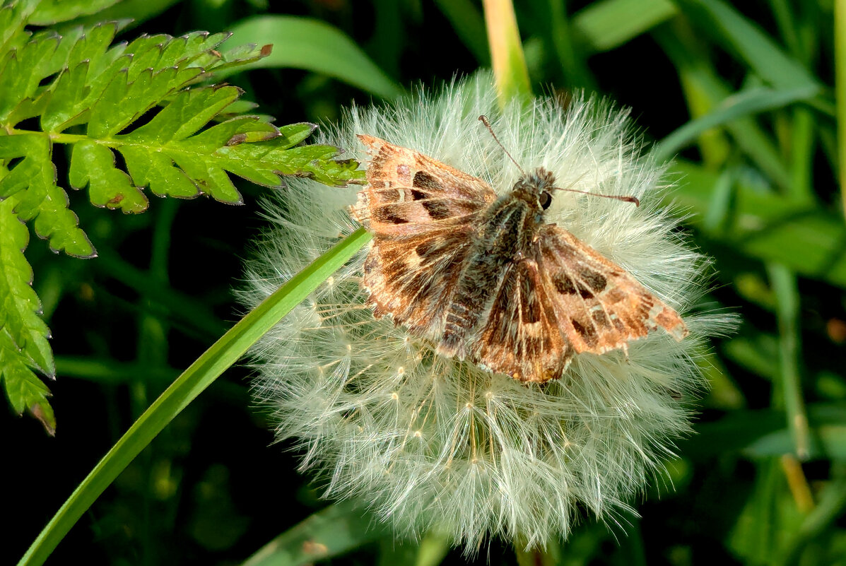 из снятого сегодня  4 - Александр Прокудин