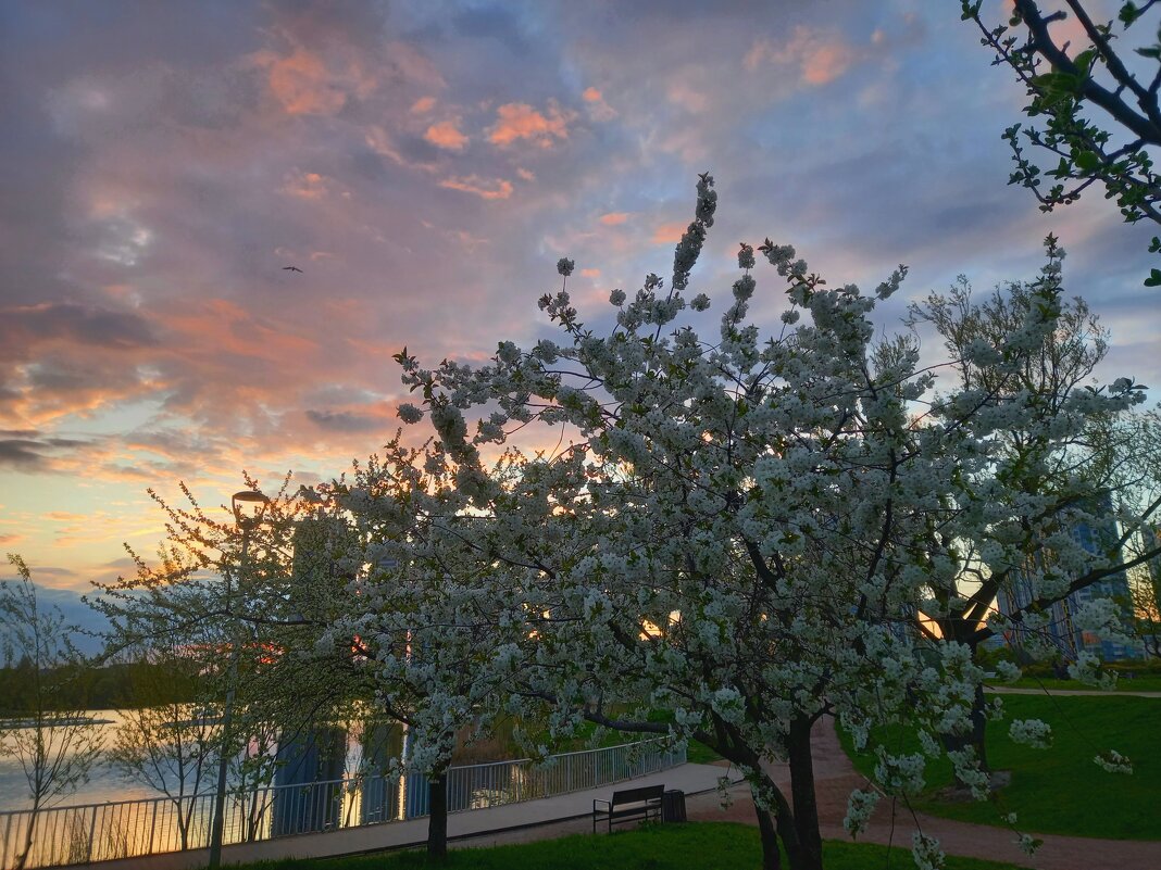 Закат - Сапсан 