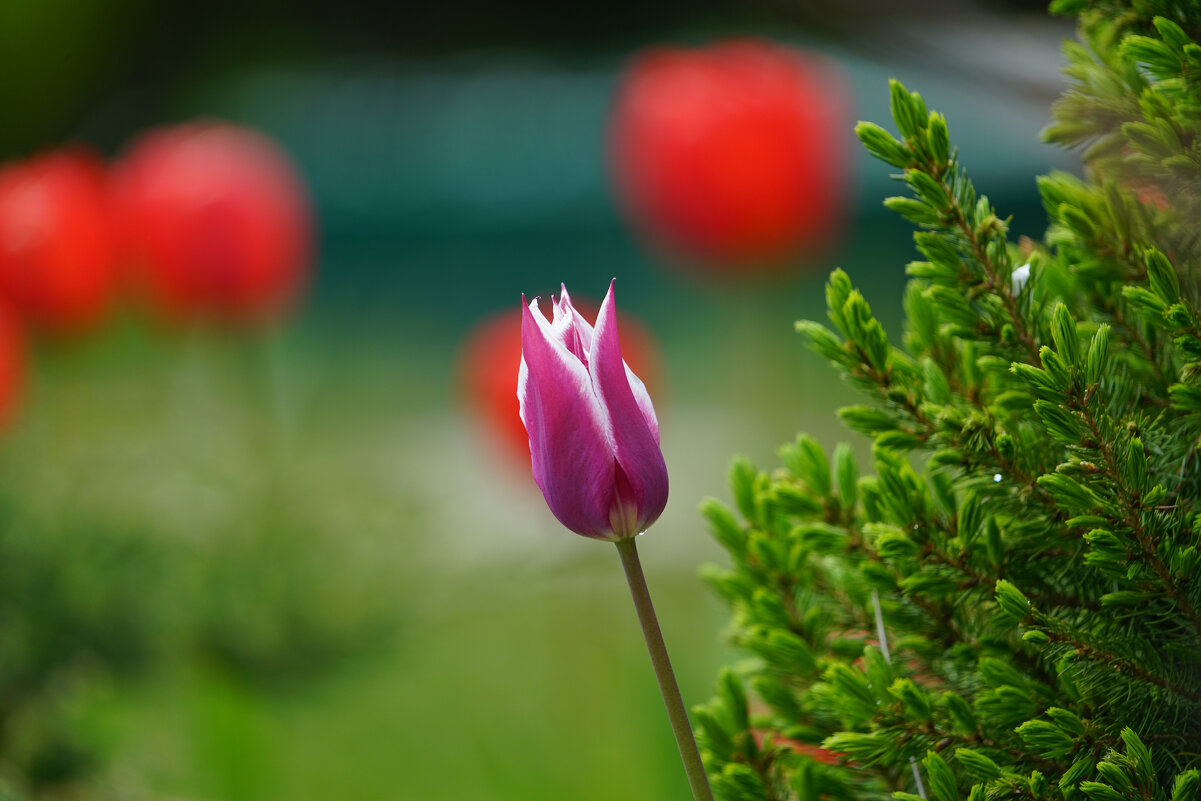 *** - Иван Литвинов *** - Иван Литвинов