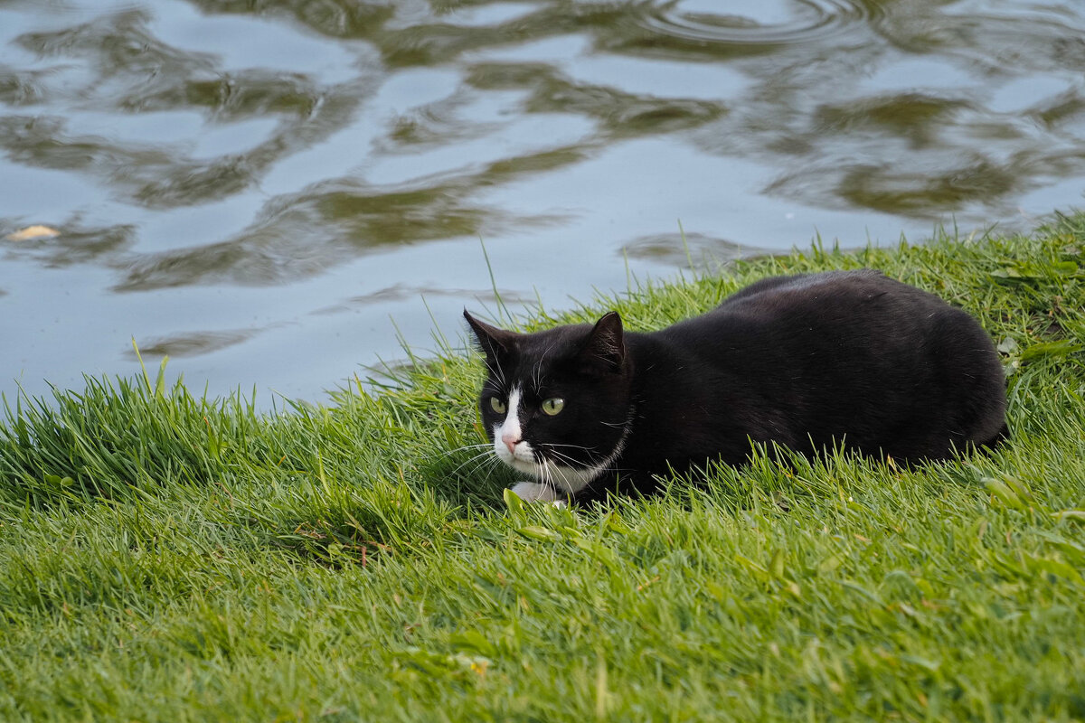 Охотник в Юсуповском саду - Магомед . Охотник в Юсуповском саду - Магомед .