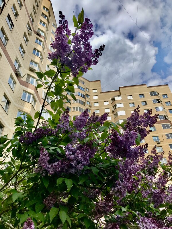 Вот и сирень поспела!) - Любовь Вот и сирень поспела!) - Любовь
