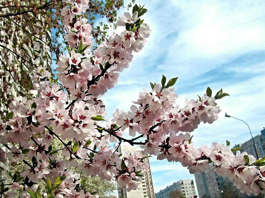 Ветви войлочной вишни с цветами. - Ольга Довженко