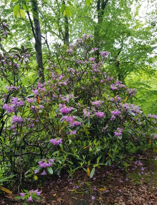 РОДОДЕНДРОН - Tata Wolf