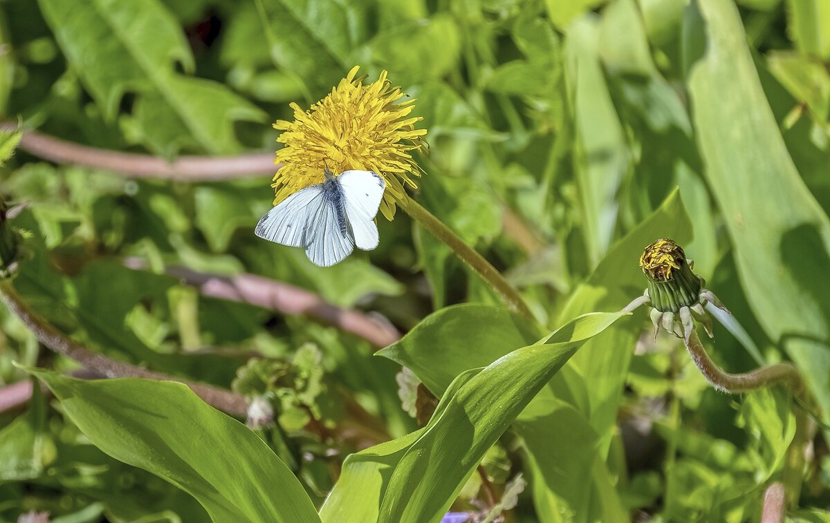 Любительница одуванчиков - Валерий Иванович