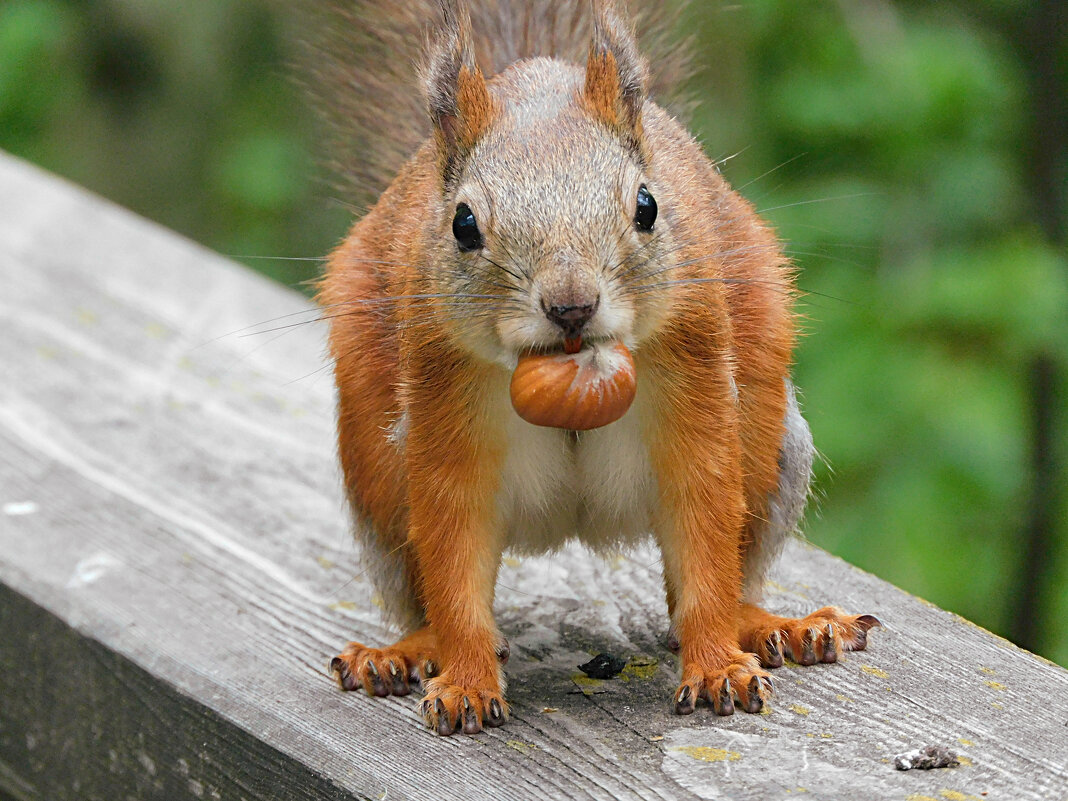 Белка - Лина 