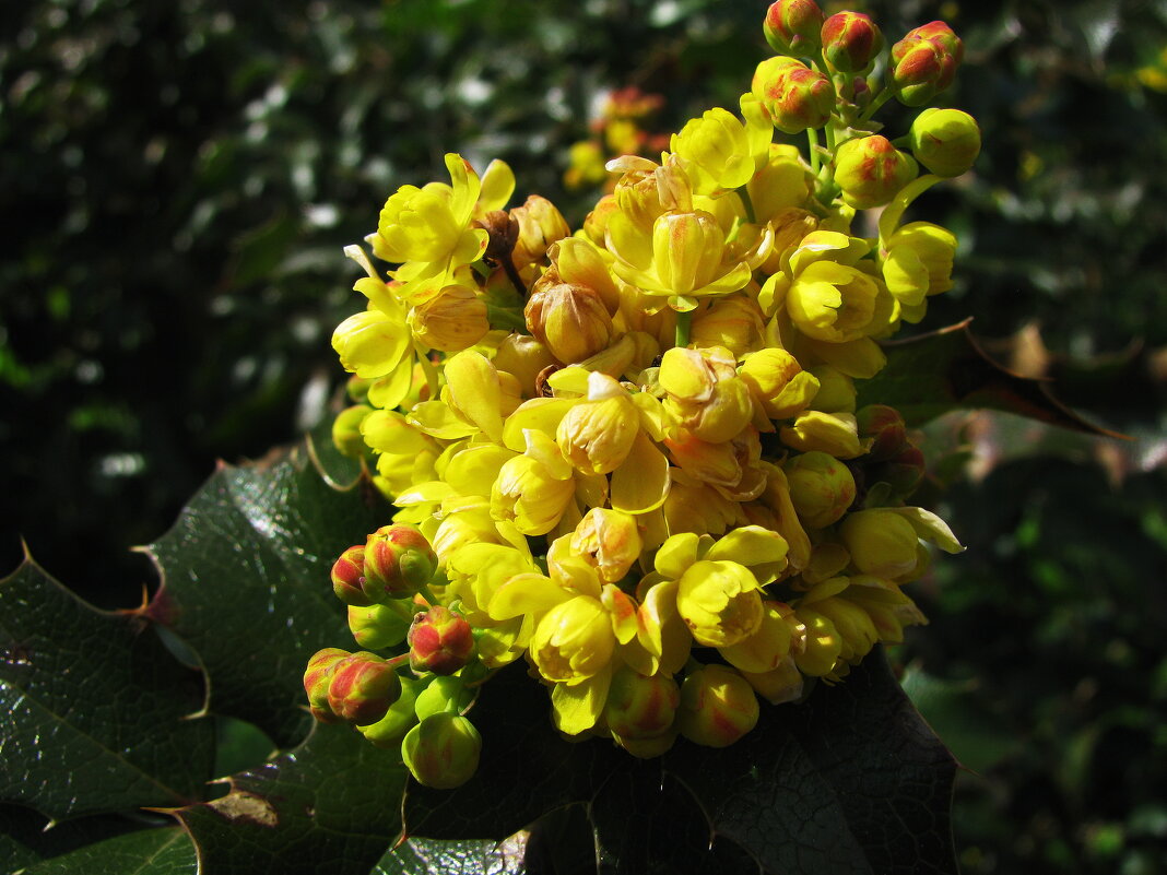 Магония зацветает - Людмила Смородинская Магония зацветает - Людмила Смородинская
