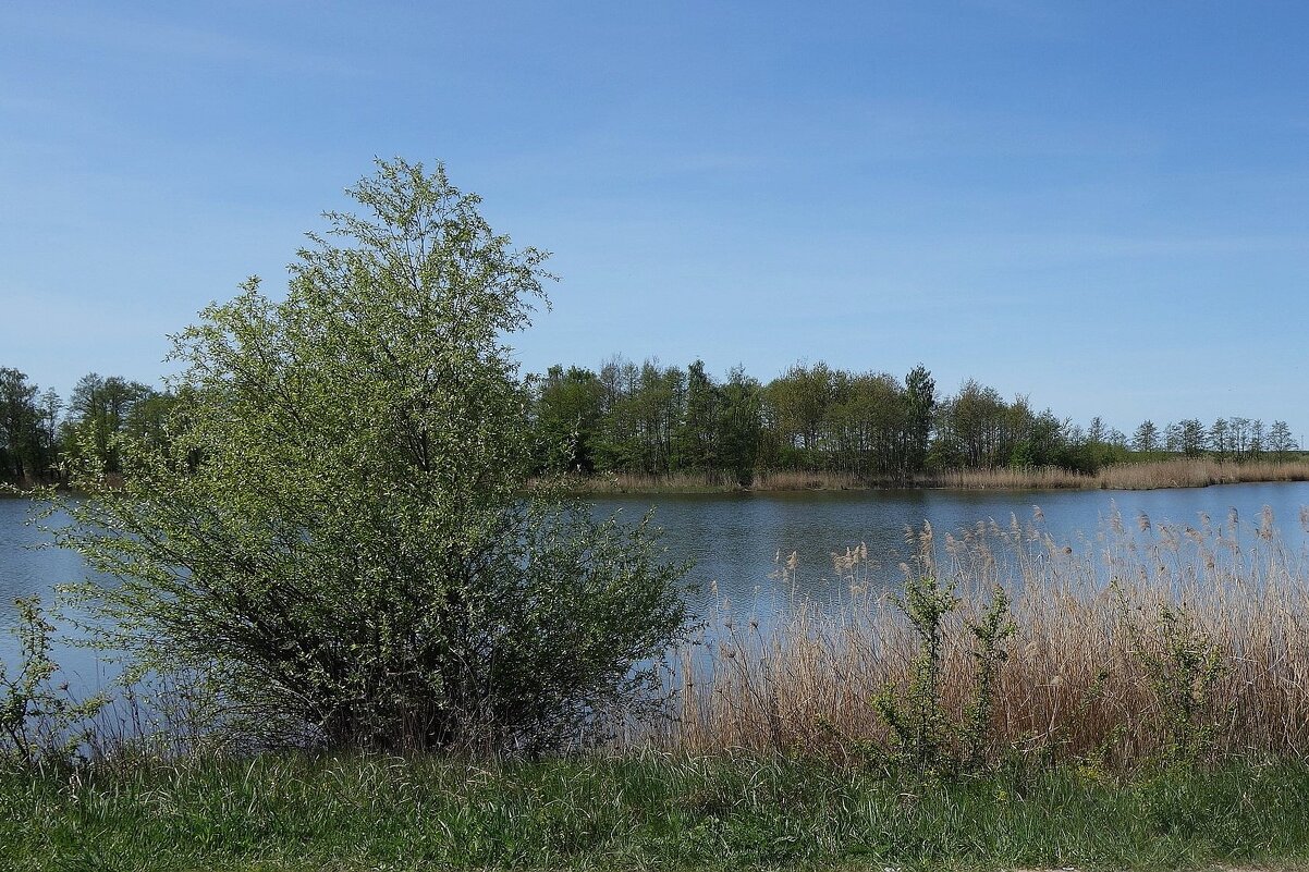 Весенний пейзаж - Рита Симонова