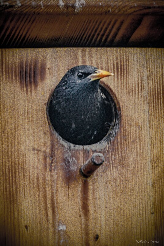 Привет... - Андрей Шейко Привет... - Андрей Шейко