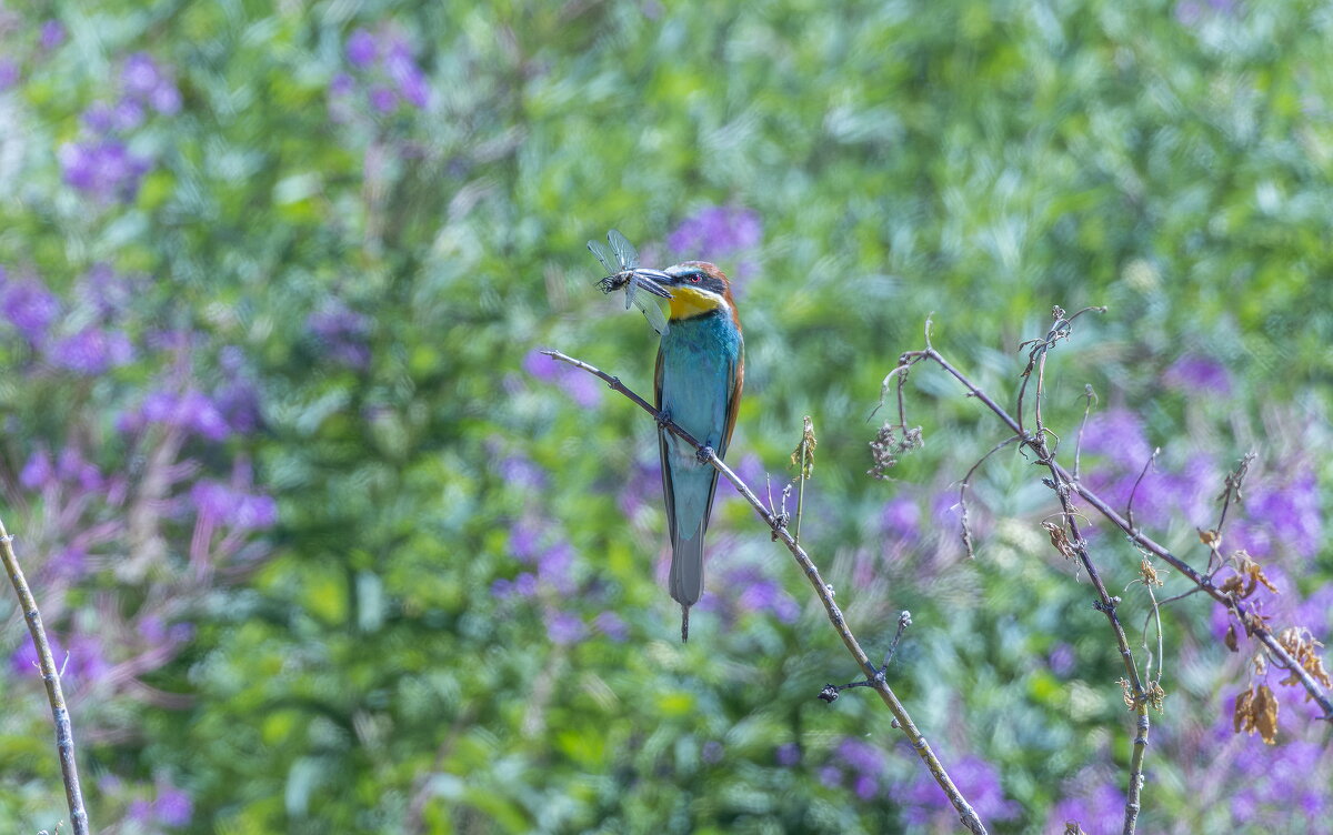 золотистые щурки - юрий макаров