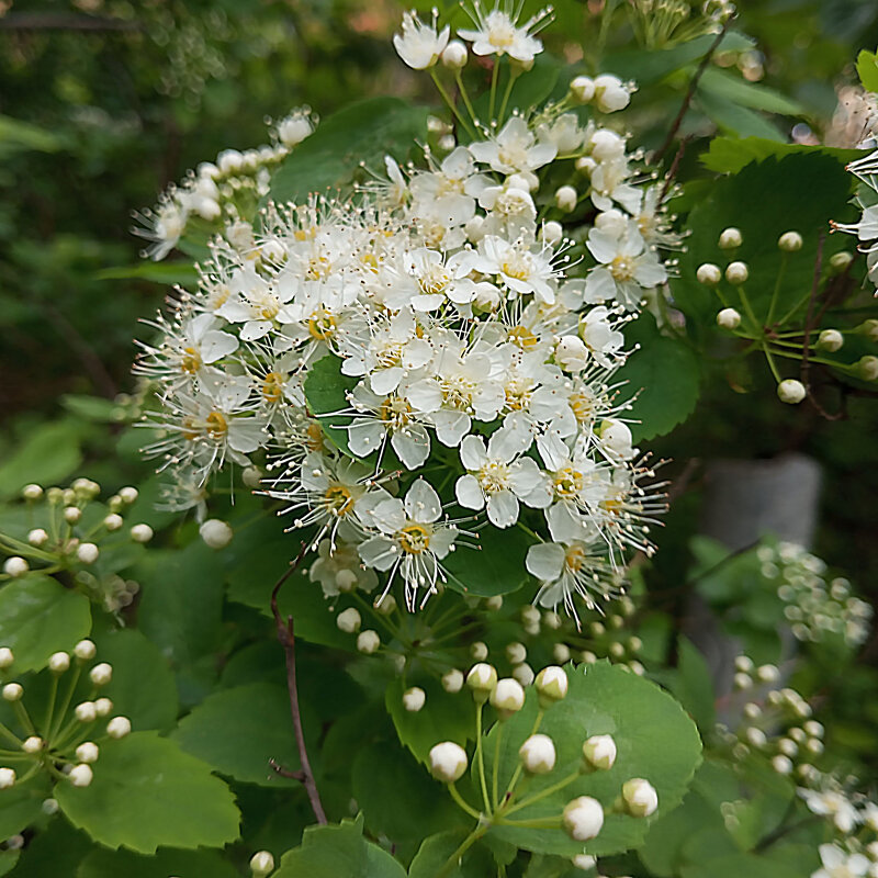 Спирея - Елена Семигина Спирея - Елена Семигина