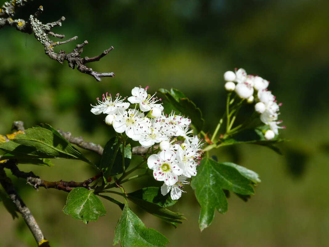 Боярышник цветёт - Валентин Семчишин Боярышник цветёт - Валентин Семчишин