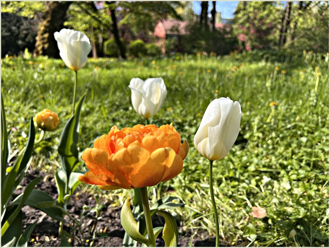 ********** - Валерия Комова ********** - Валерия Комова