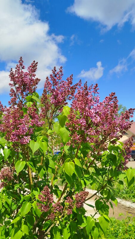 Великолепная сирень - светлана льдокова