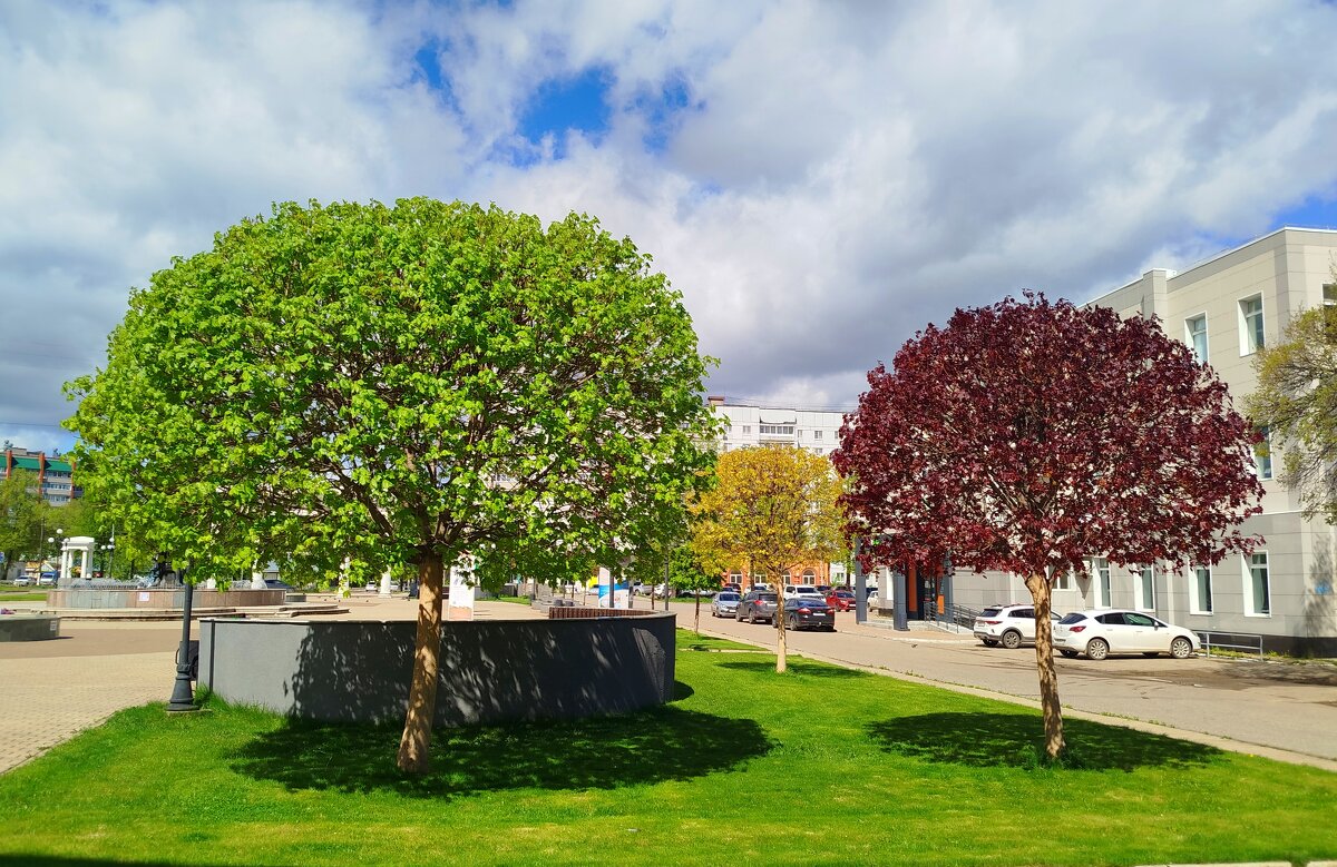 Декоративные клёны - светлана льдокова Декоративные клёны - светлана льдокова
