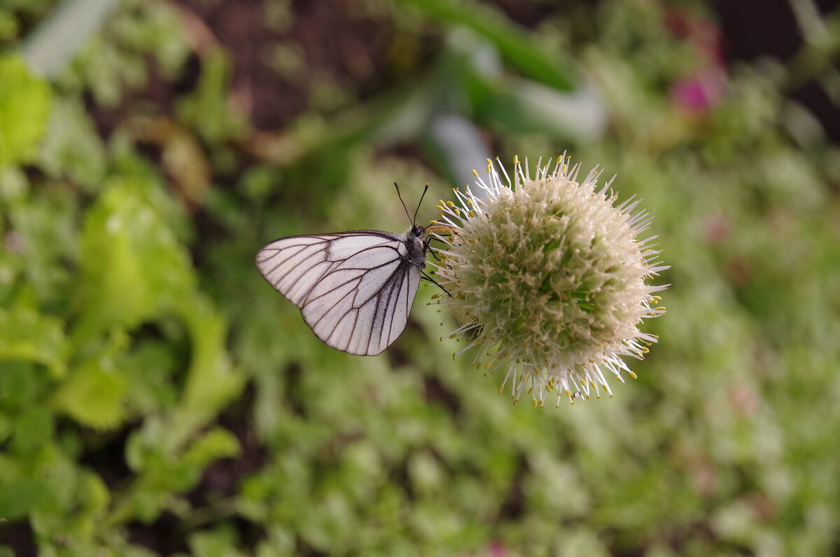 Бабочка - Сергей Швечков