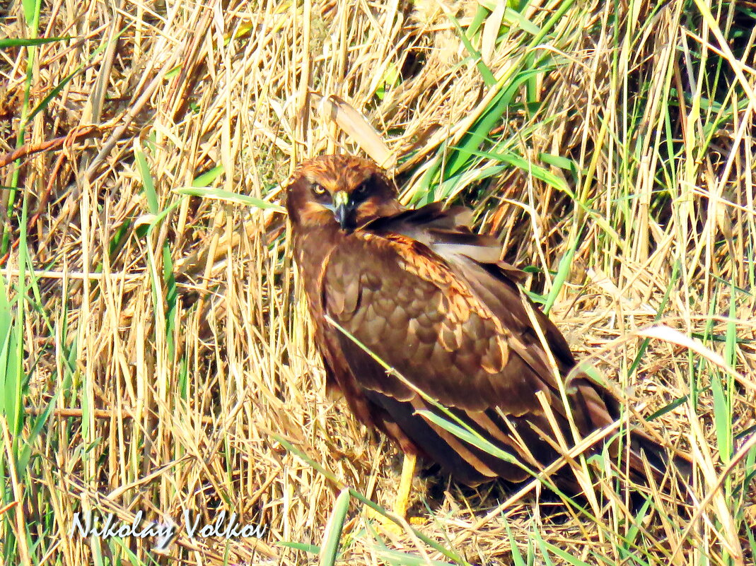 Чёрный коршун - Николай Волков