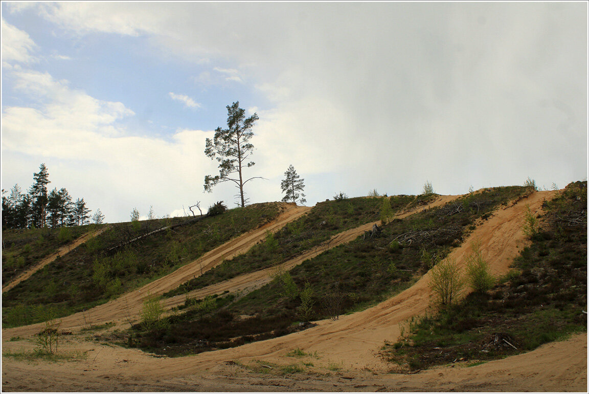 ...А был лес... - Aleksandr Gal