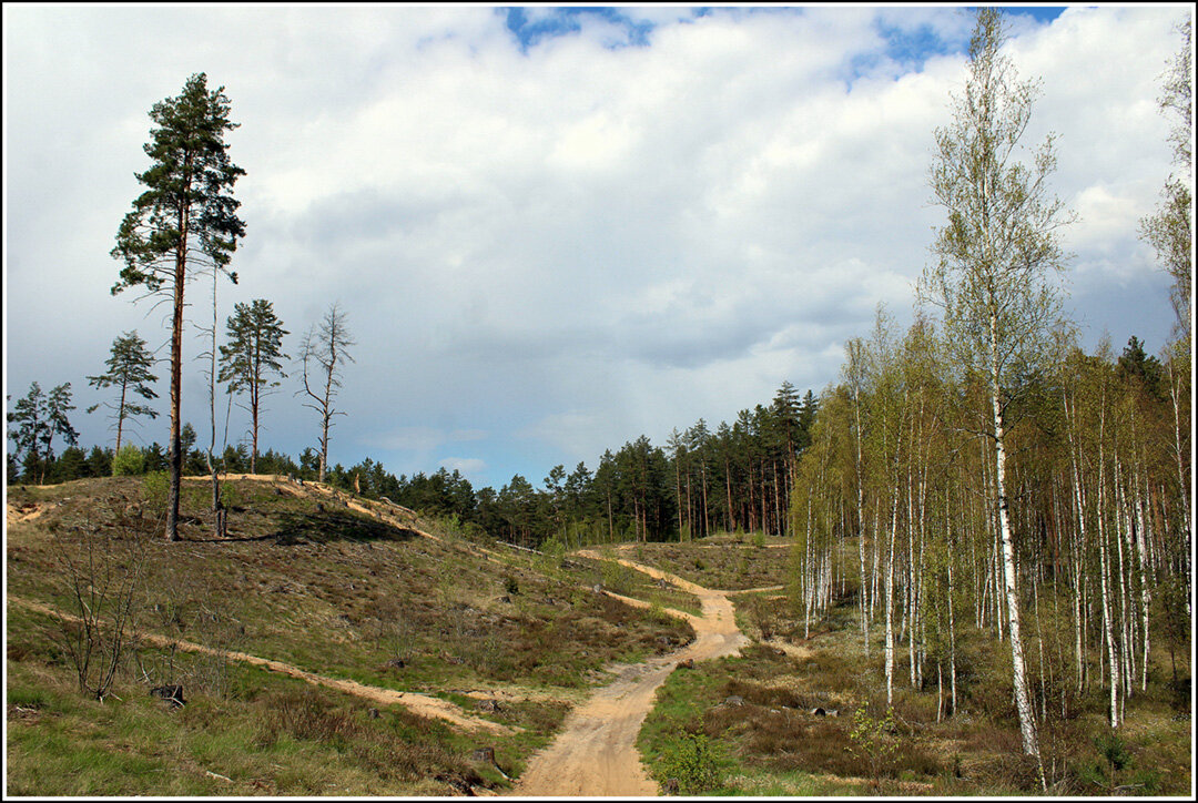 ....а был лес... - Aleksandr Gal