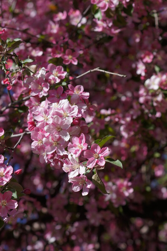 Цветение - Наталия Григорьева