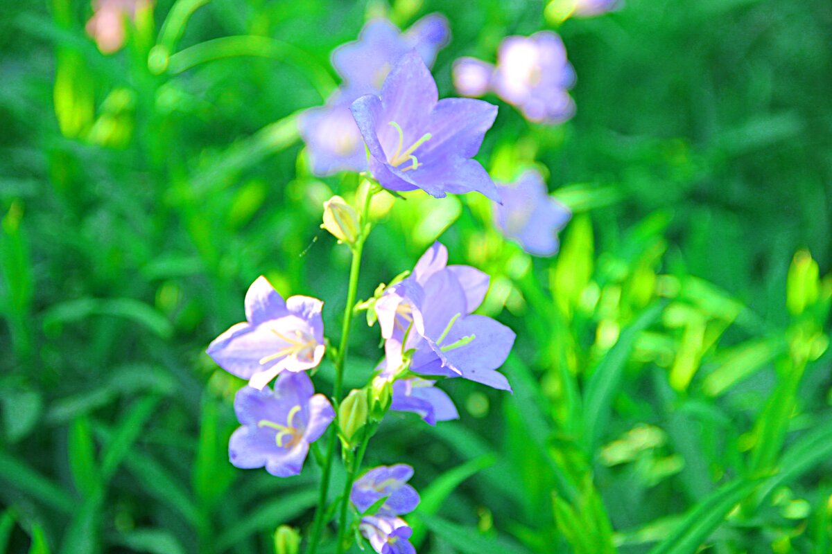 нежность - Николай 