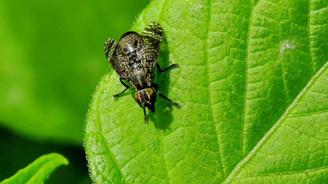 пластинома - Ivan Vodonos пластинома - Ivan Vodonos