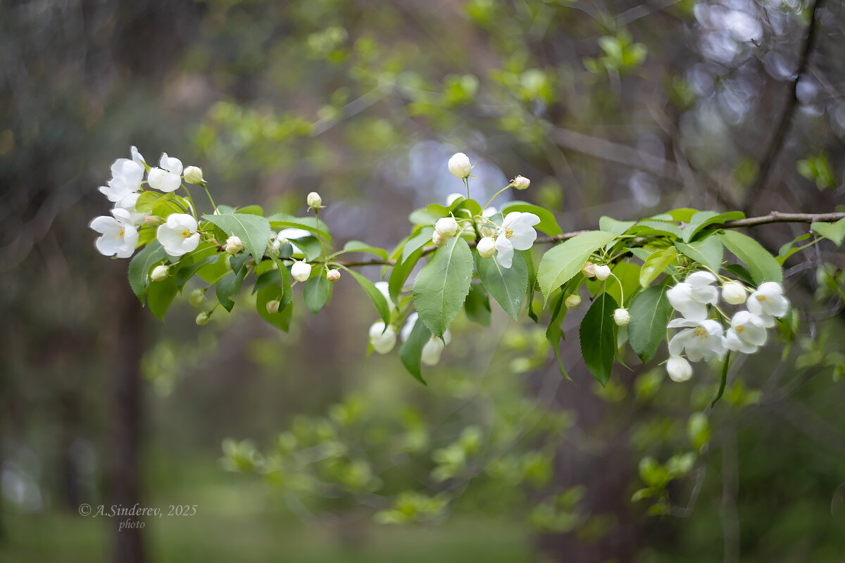 Ветка яблони - Александр Синдерёв Ветка яблони - Александр Синдерёв