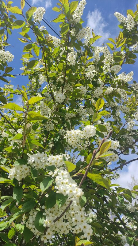 Весна - Aleksandra Chochaeva