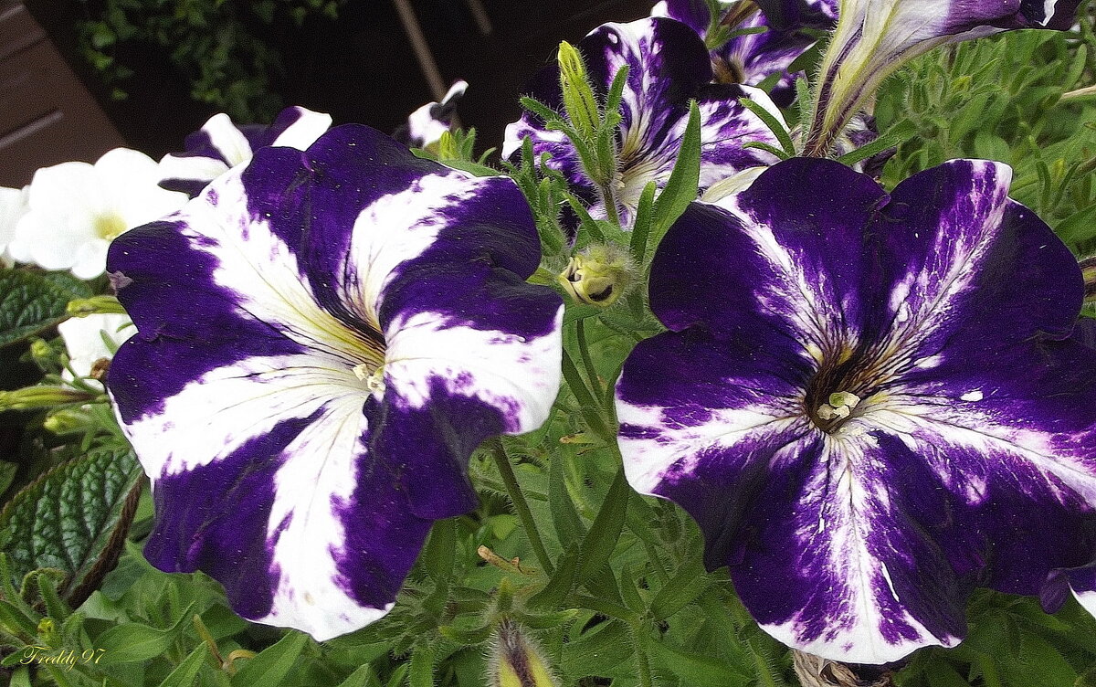 Петунии - Freddy 97