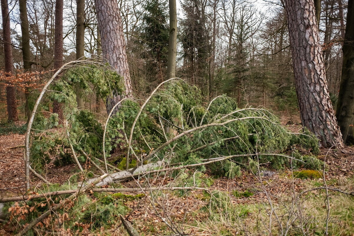 Жизнь леса... - Николай Гирш Жизнь леса... - Николай Гирш