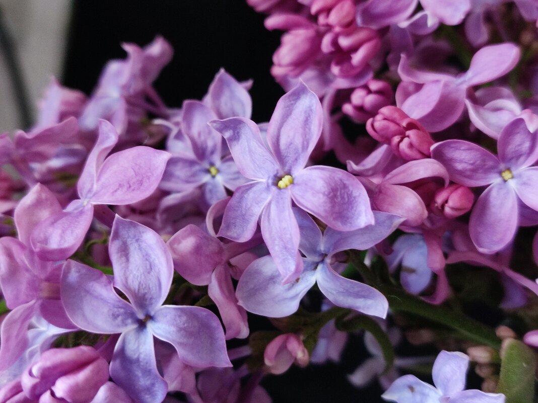 Пять лепестков.... счастливый - Валентина Богатко 