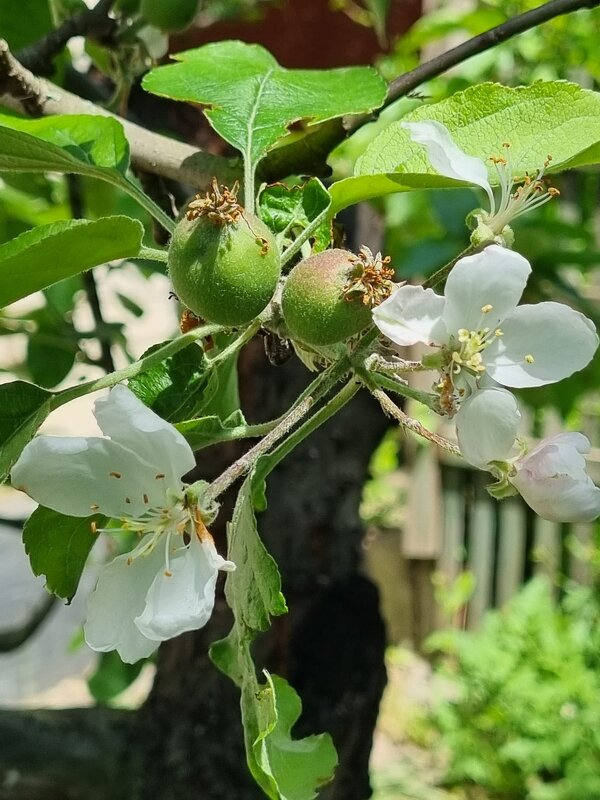 Мамина яблонька - Наталья 