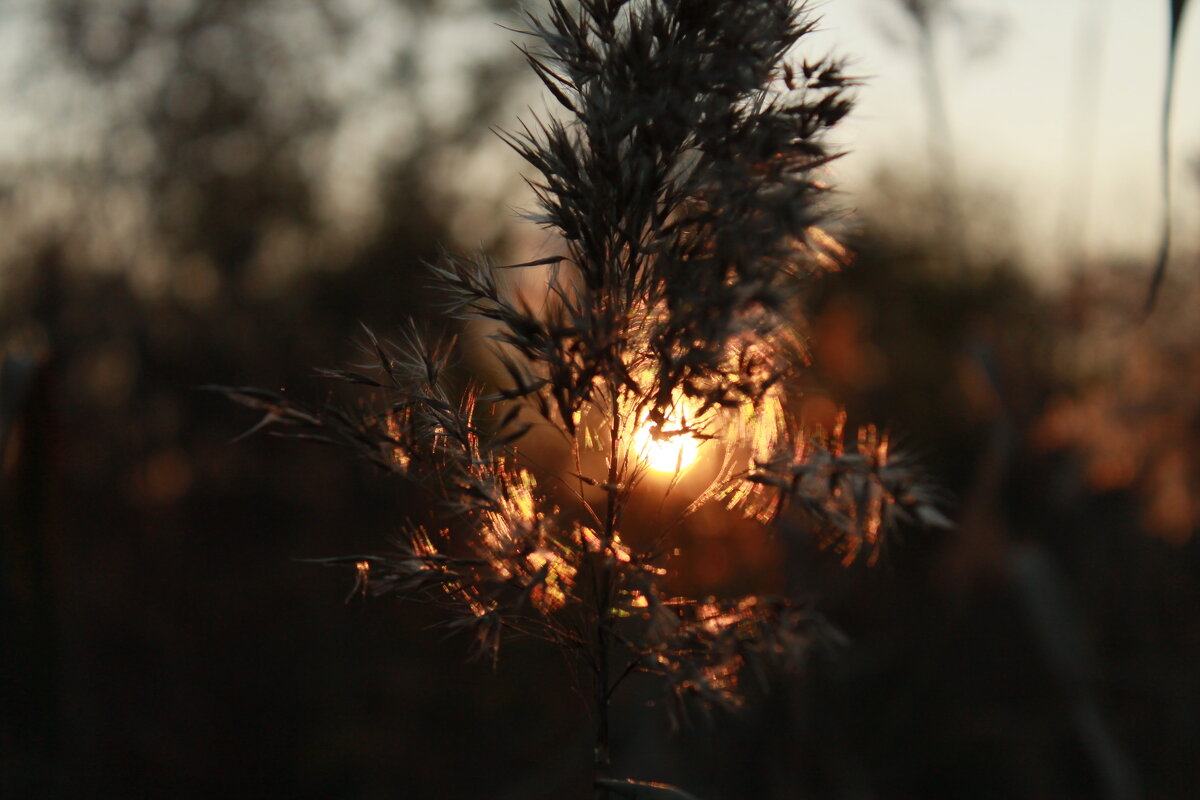 на закате - Андрей Петренко на закате - Андрей Петренко
