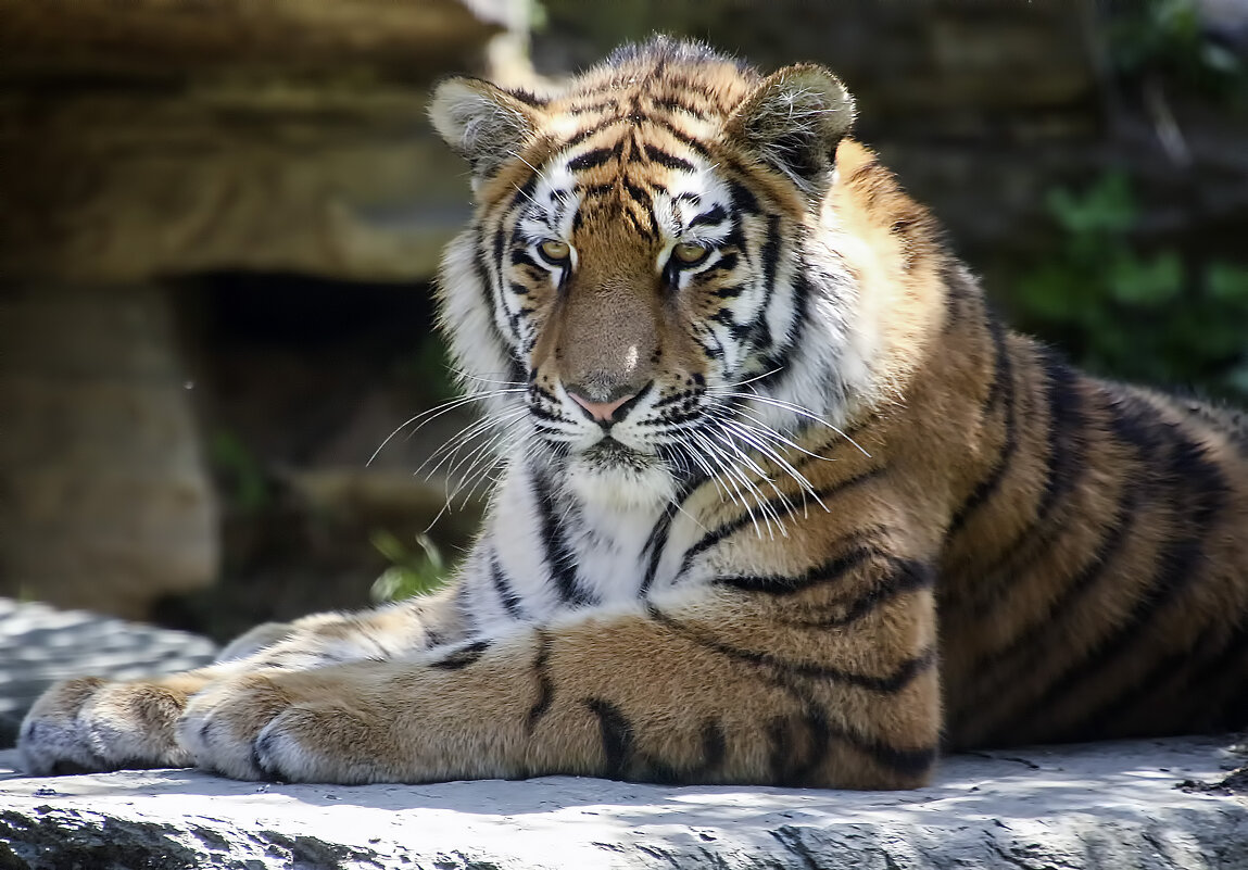 Годовалый малыш - Андроник Александр Годовалый малыш - Андроник Александр