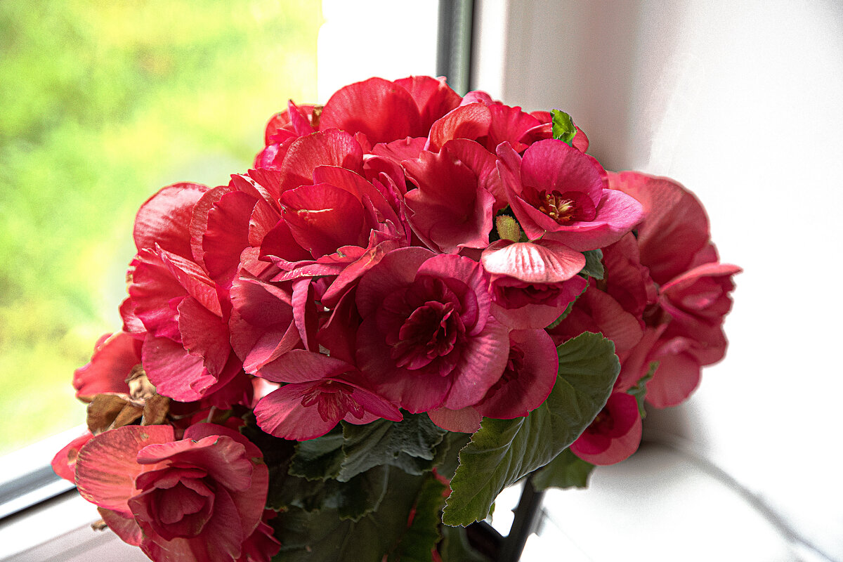 Комнатные цветы - Валерий Пославский Комнатные цветы - Валерий Пославский