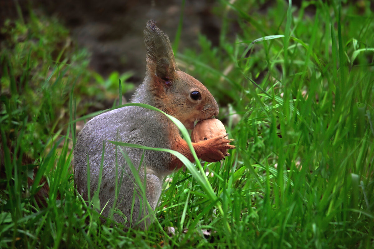 Белочка и крепкий орешек - Николай Соколухин Белочка и крепкий орешек - Николай Соколухин