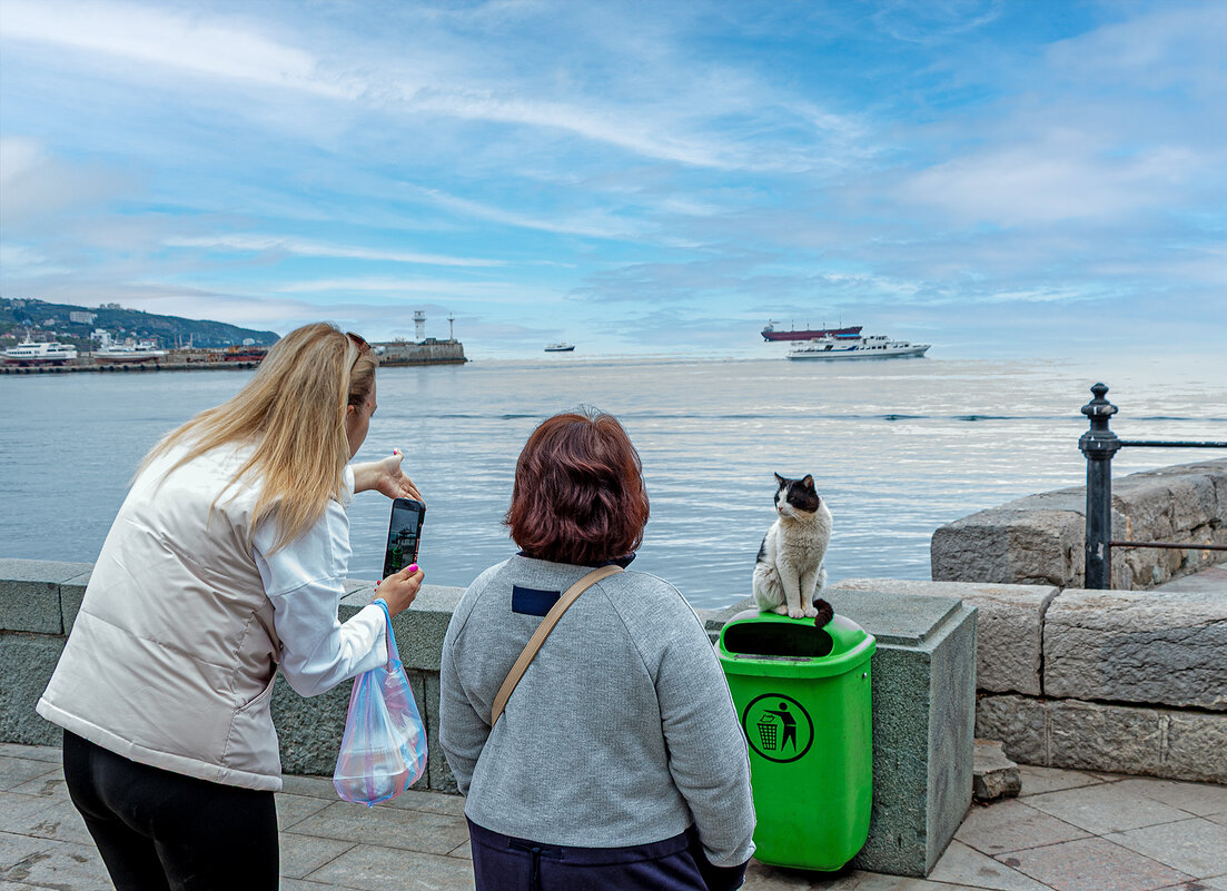 Позирование черно-белого кота - Юрий Яловенко Позирование черно-белого кота - Юрий Яловенко