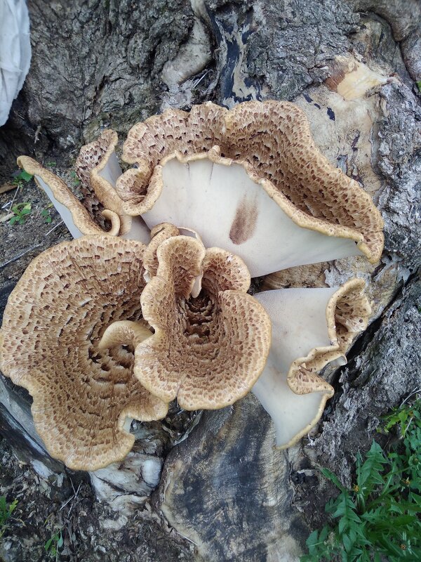 Май. - Венера Чуйкова Май. - Венера Чуйкова