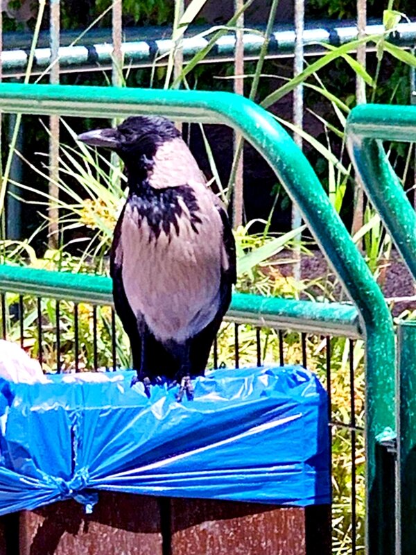 В   ОЖИДАНИИ   ОБЕДА - Анатолий Малобродский